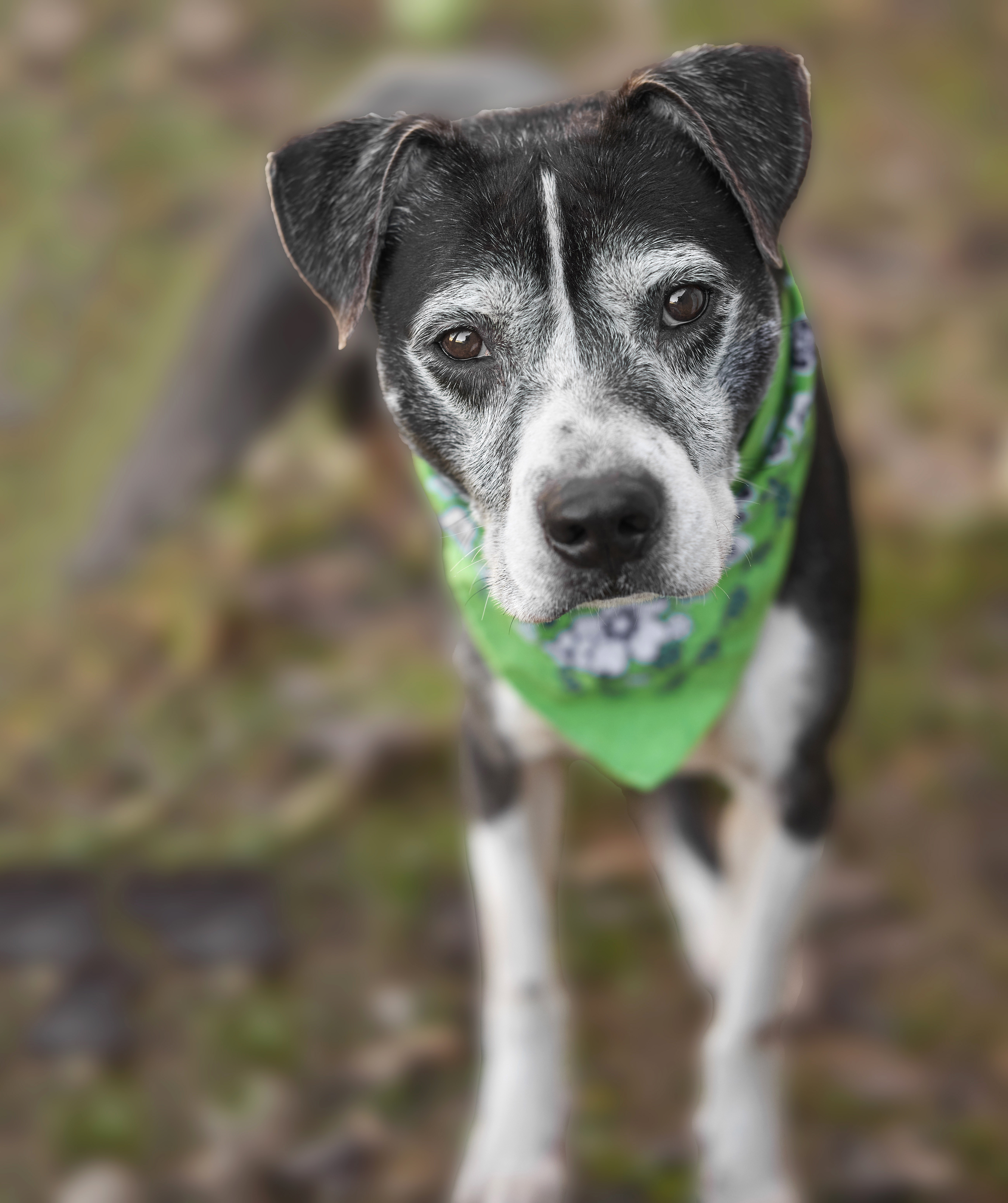 ~Awesome Harley~, a Adopted mixed breed in Richmond, TX image 5/6