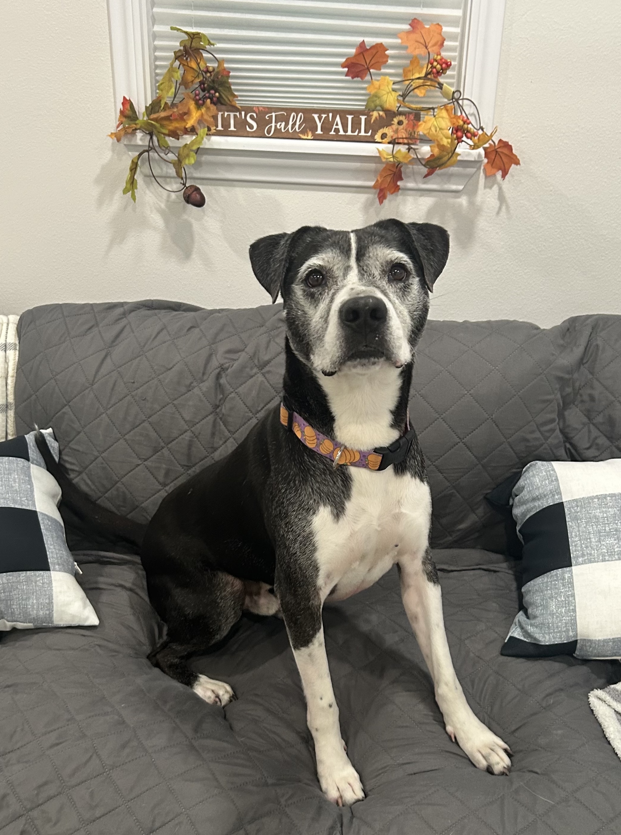 ~Awesome Harley~, a Adopted mixed breed in Richmond, TX image 2/6