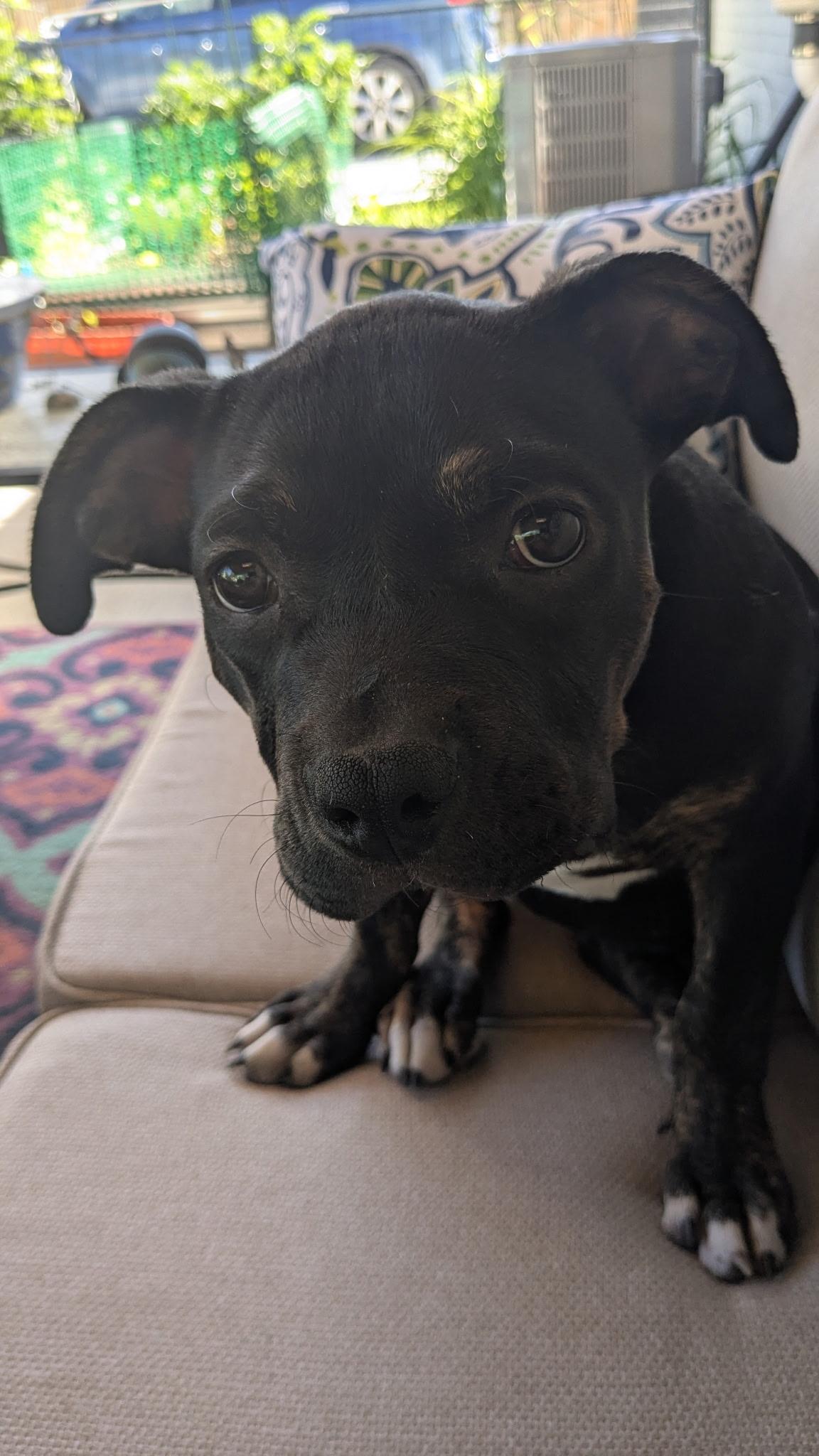 Enlarge Maisie, a Adoptable mixed breed in Littleton, CO image 3/4