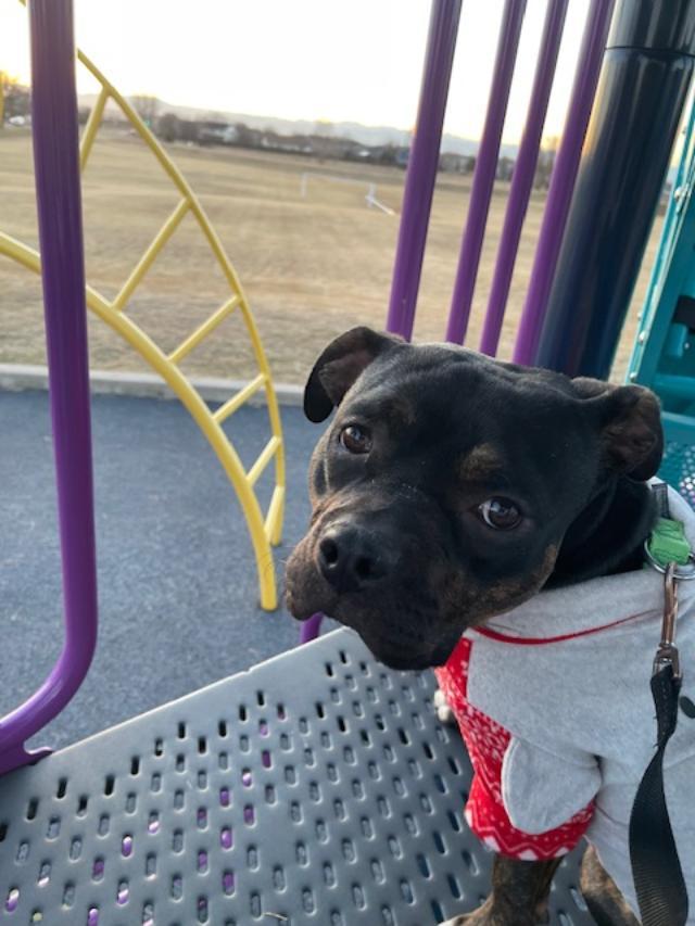 Maisie, a Adoptable mixed breed in Littleton, CO image 3/4