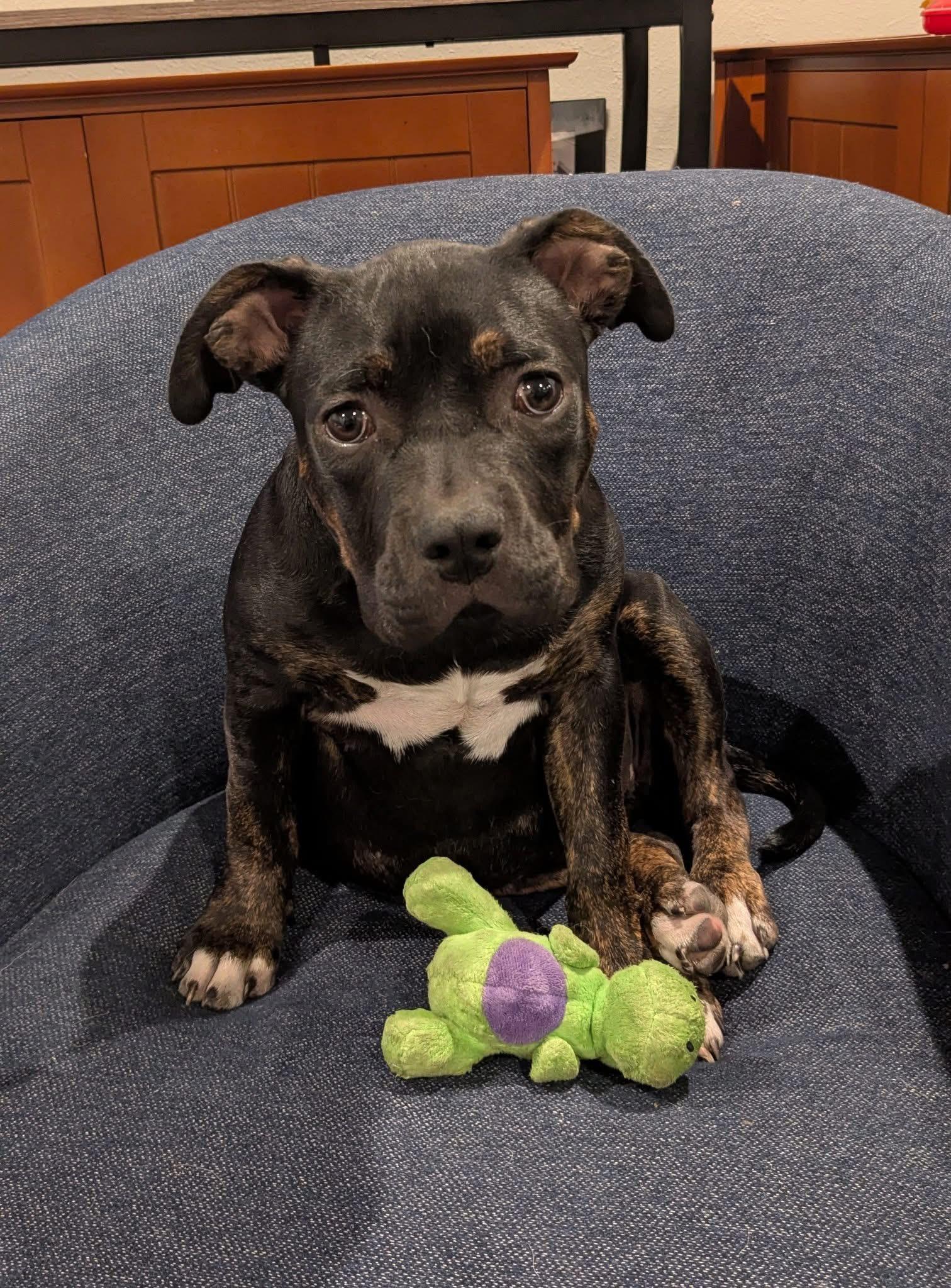 Maisie, Adoptable, Young Female American Bulldog.