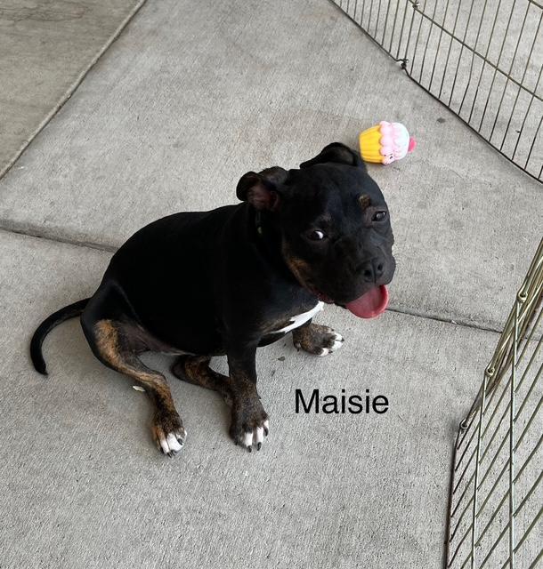 Enlarge Maisie, a Adoptable mixed breed in Littleton, CO image 2/4