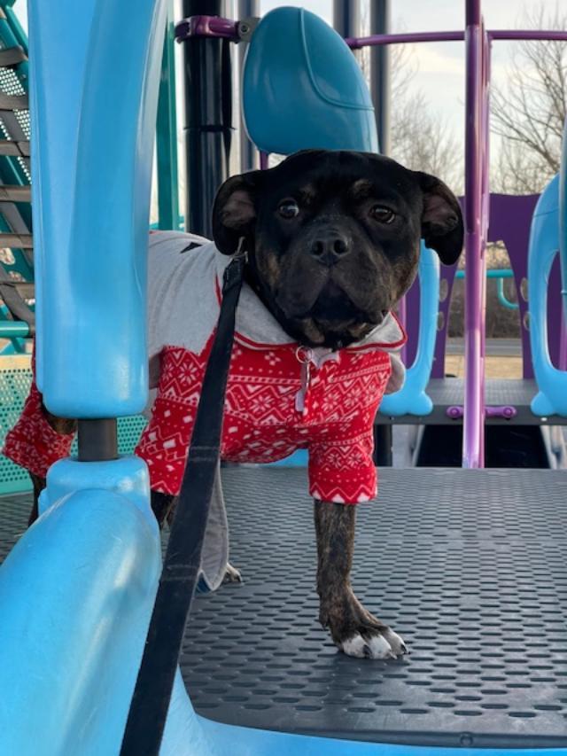 Maisie, a Adoptable mixed breed in Littleton, CO image 2/4