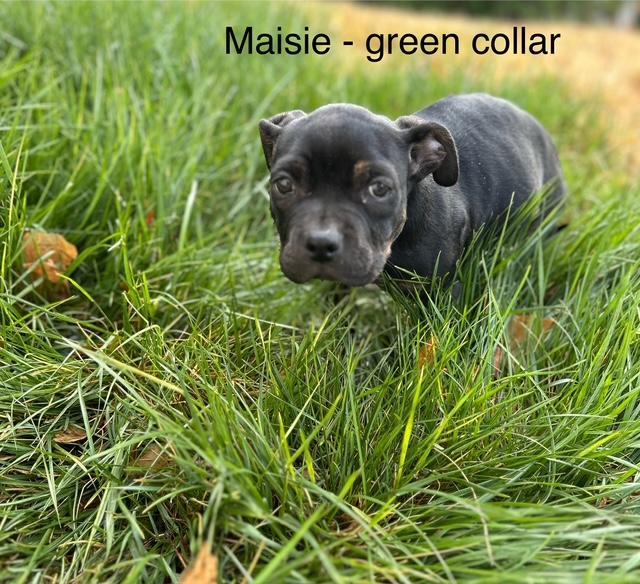 Enlarge Maisie, a Adoptable mixed breed in Littleton, CO image 4/4