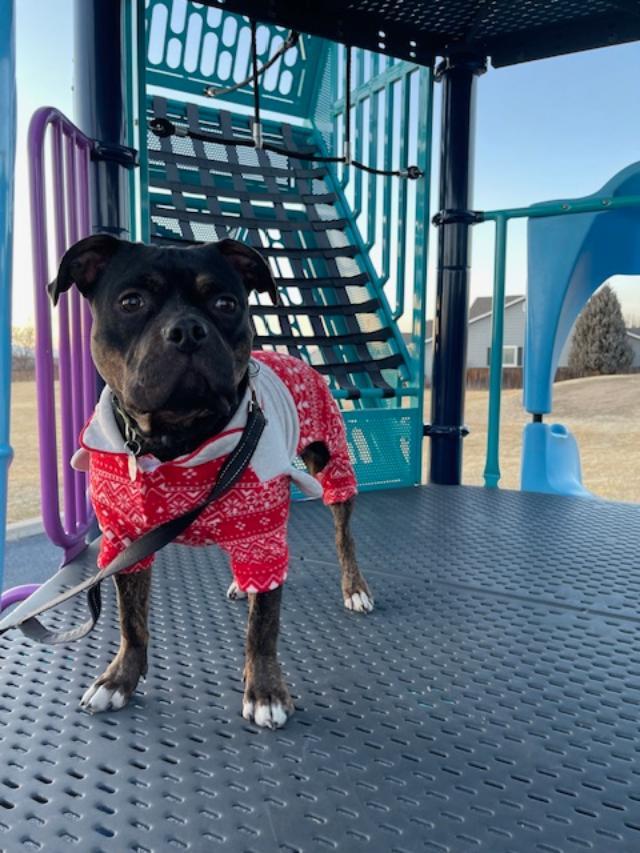 Maisie, a Adoptable mixed breed in Littleton, CO image 1/4