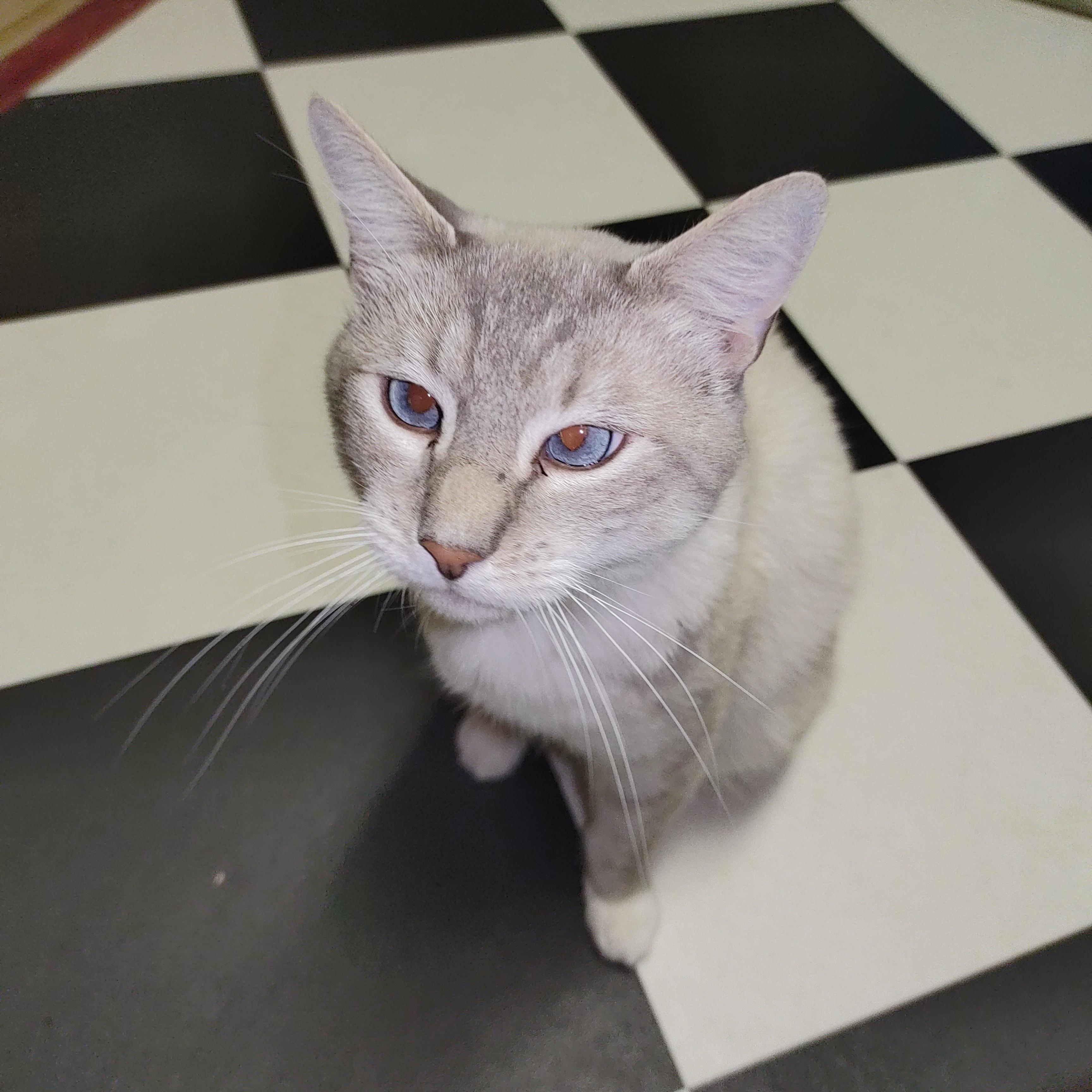 Theodore, Adoptable, Adult Male Siamese.