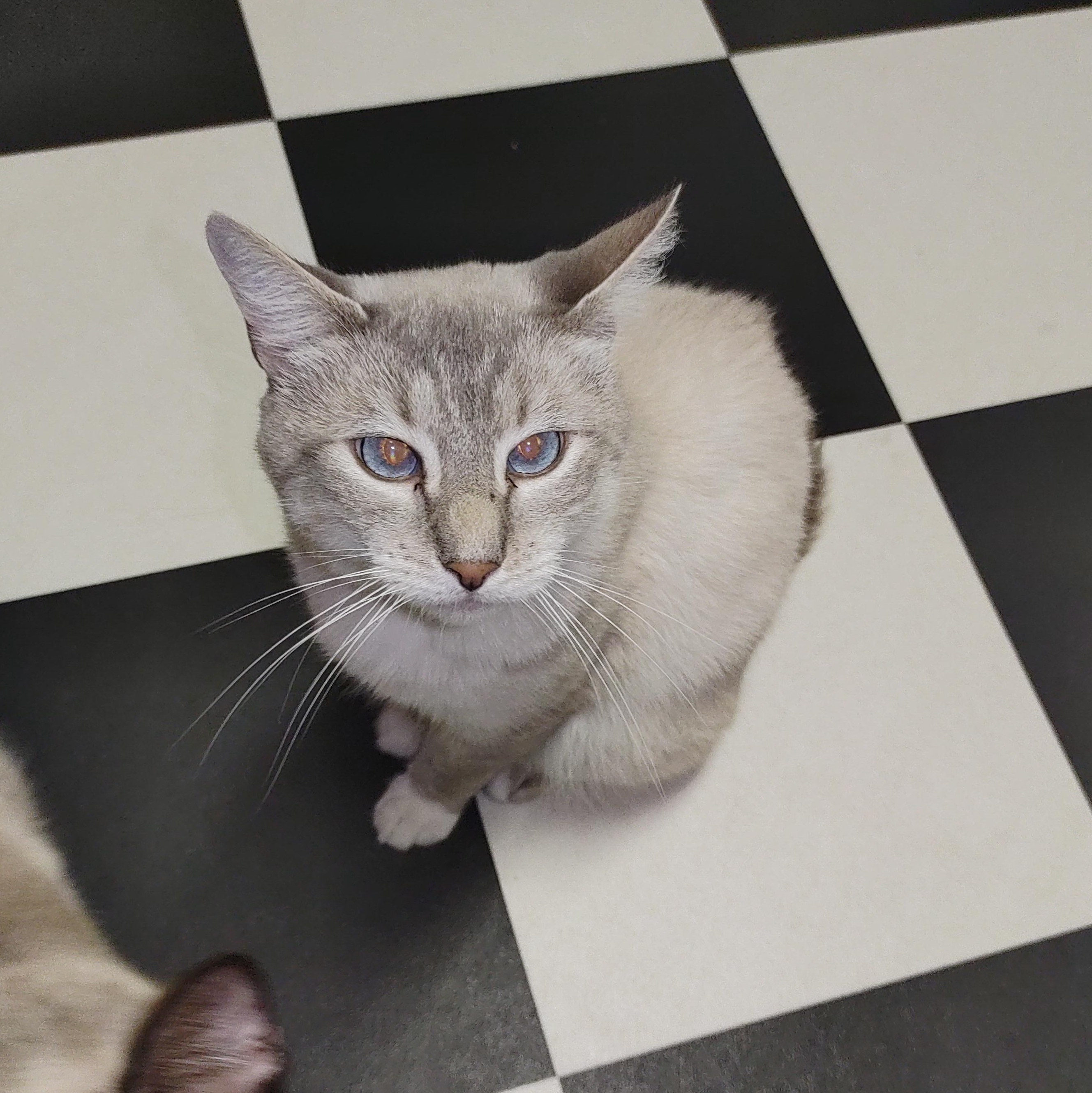 Theodore, adopted, Adult Male Siamese.