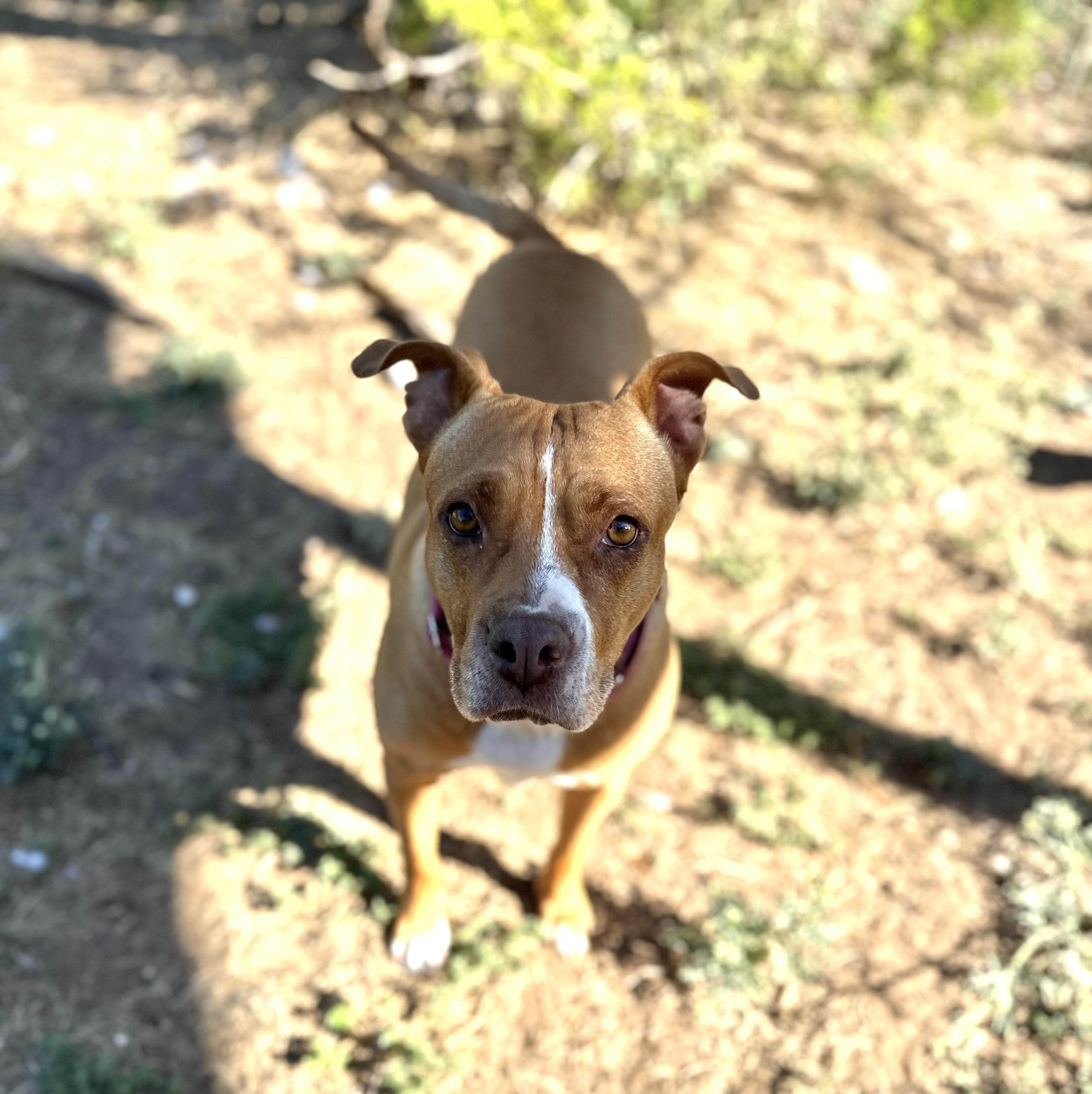 Cinnamon — thumbnail 2