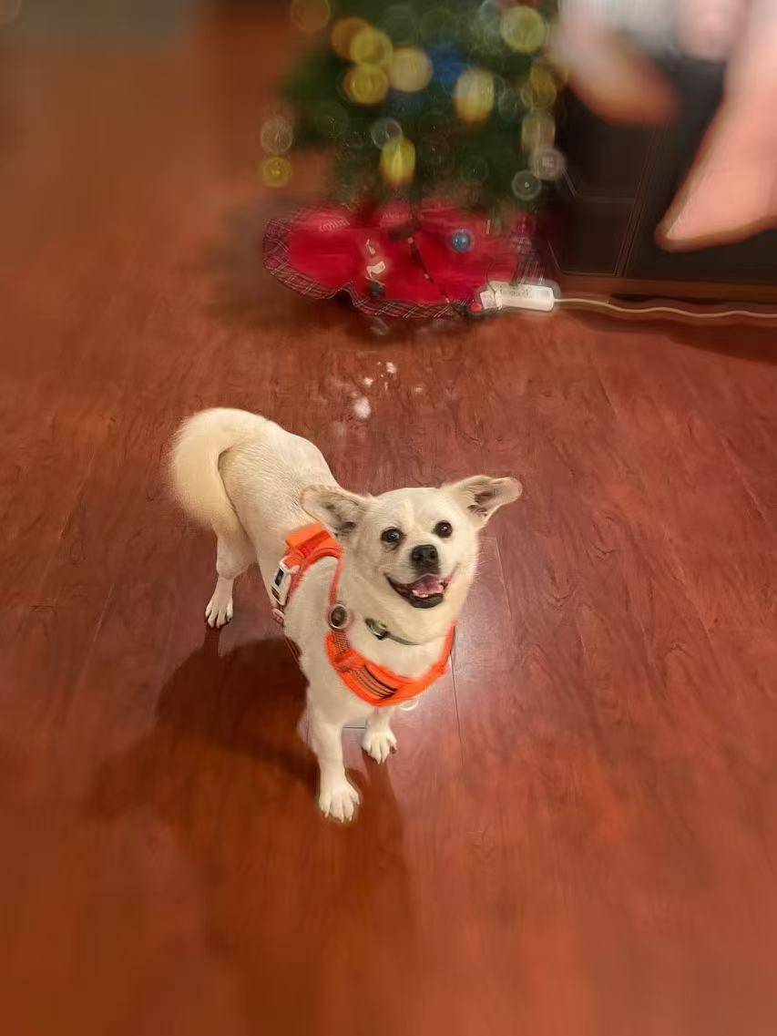 Enlarge Snow, a Adopted mixed breed in Richmond, BC image 2/6