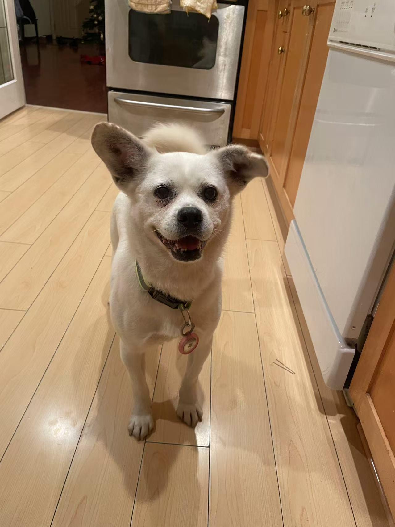 Snow, Adopted, Adult Female Spitz & Chihuahua.