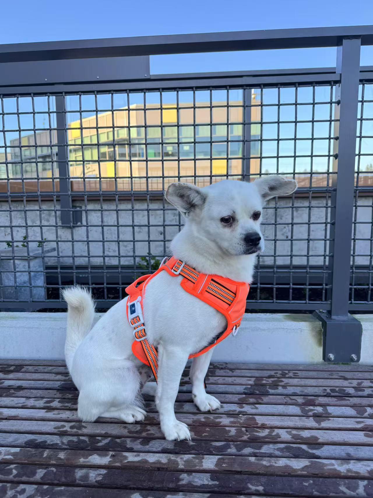 Enlarge Snow, a Adopted mixed breed in Richmond, BC image 6/6
