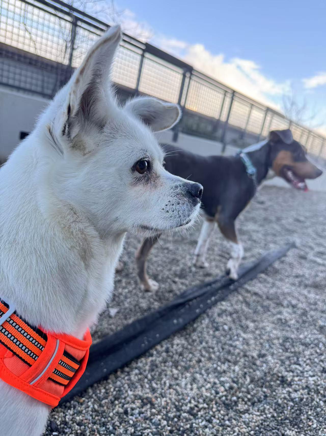 Enlarge Snow, a Adopted mixed breed in Richmond, BC image 4/6
