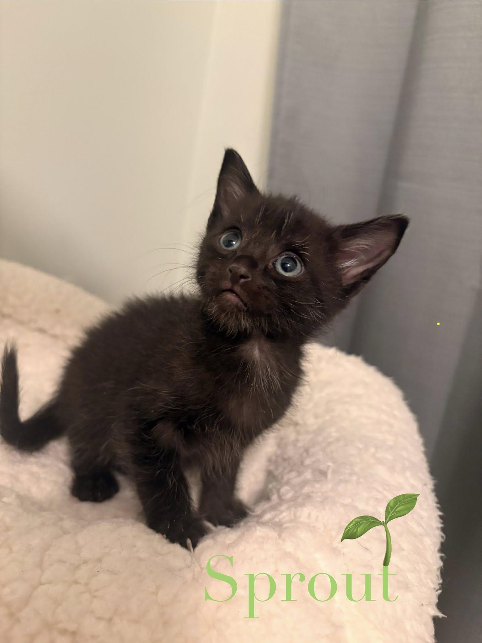Sprout, a Adoptable Domestic Short Hair in Lake Saint Louis, MO image 1/2
