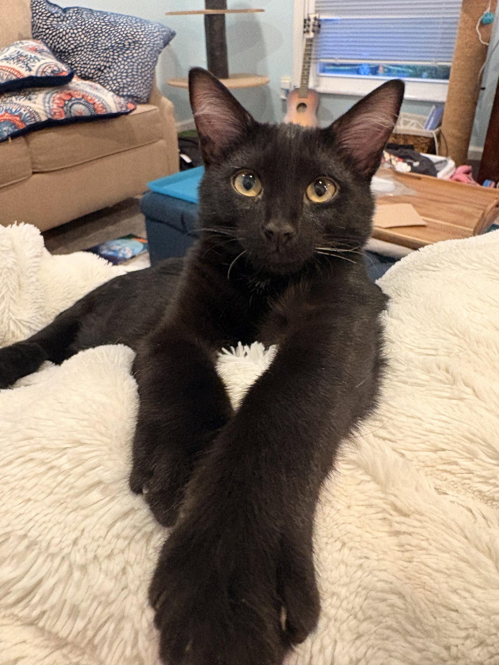 Sprout, a Adoptable Domestic Short Hair in Lake Saint Louis, MO image 2/2
