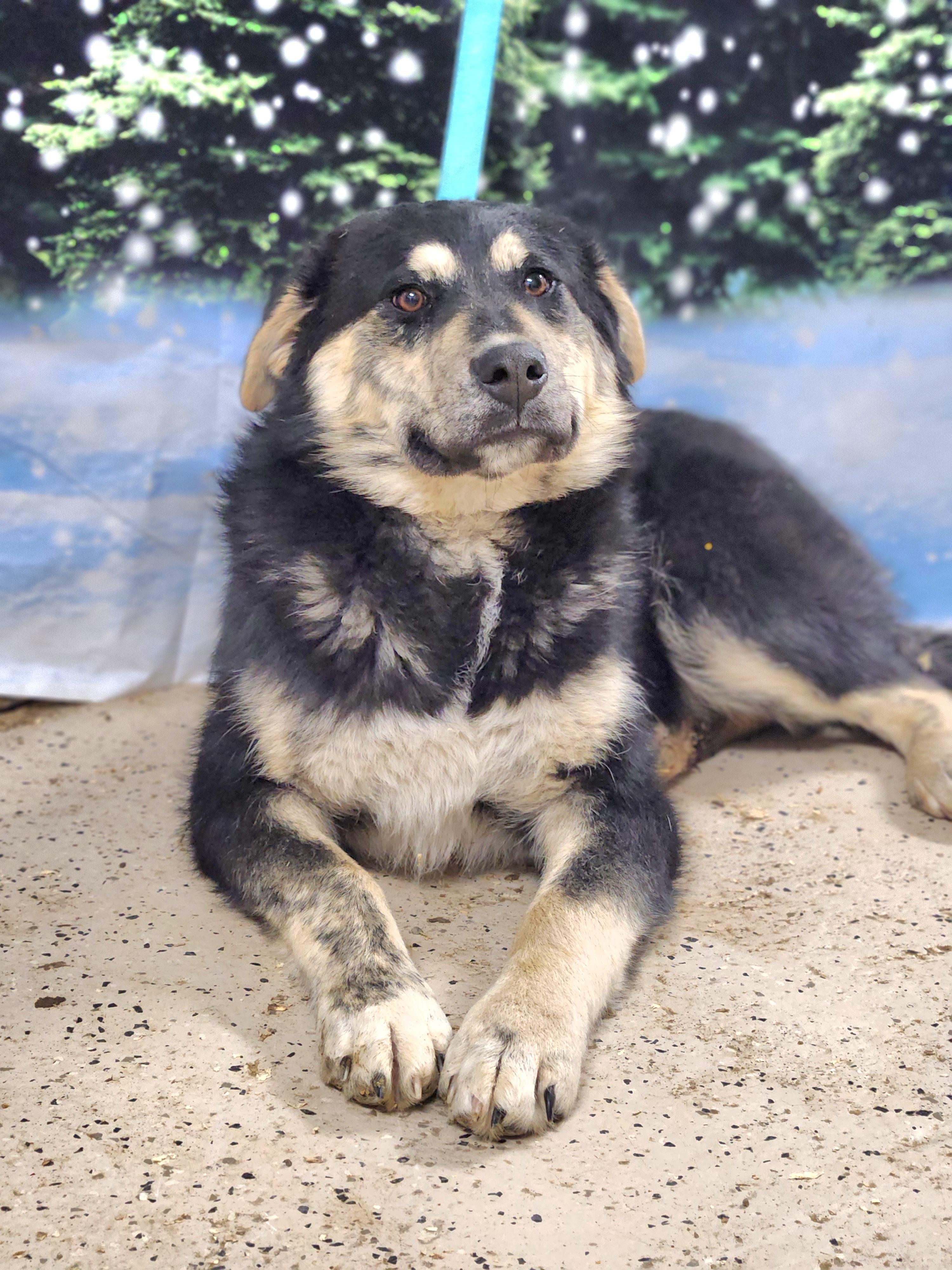 Scout, an adoptable Australian Shepherd in Walthill, NE, 68067 | Photo Image 5