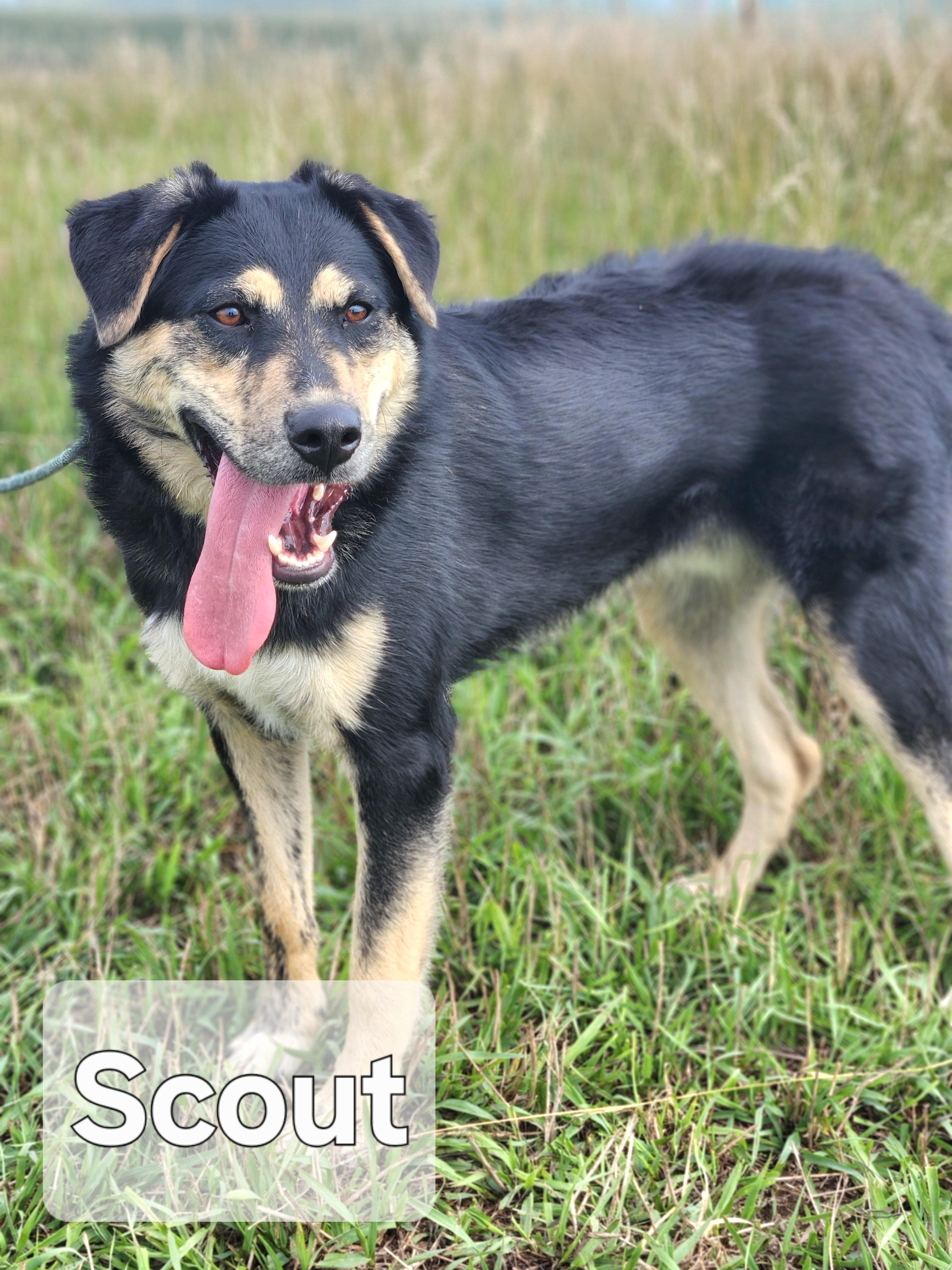Enlarge Scout, a Adoptable mixed breed in Walthill, NE image 1/5