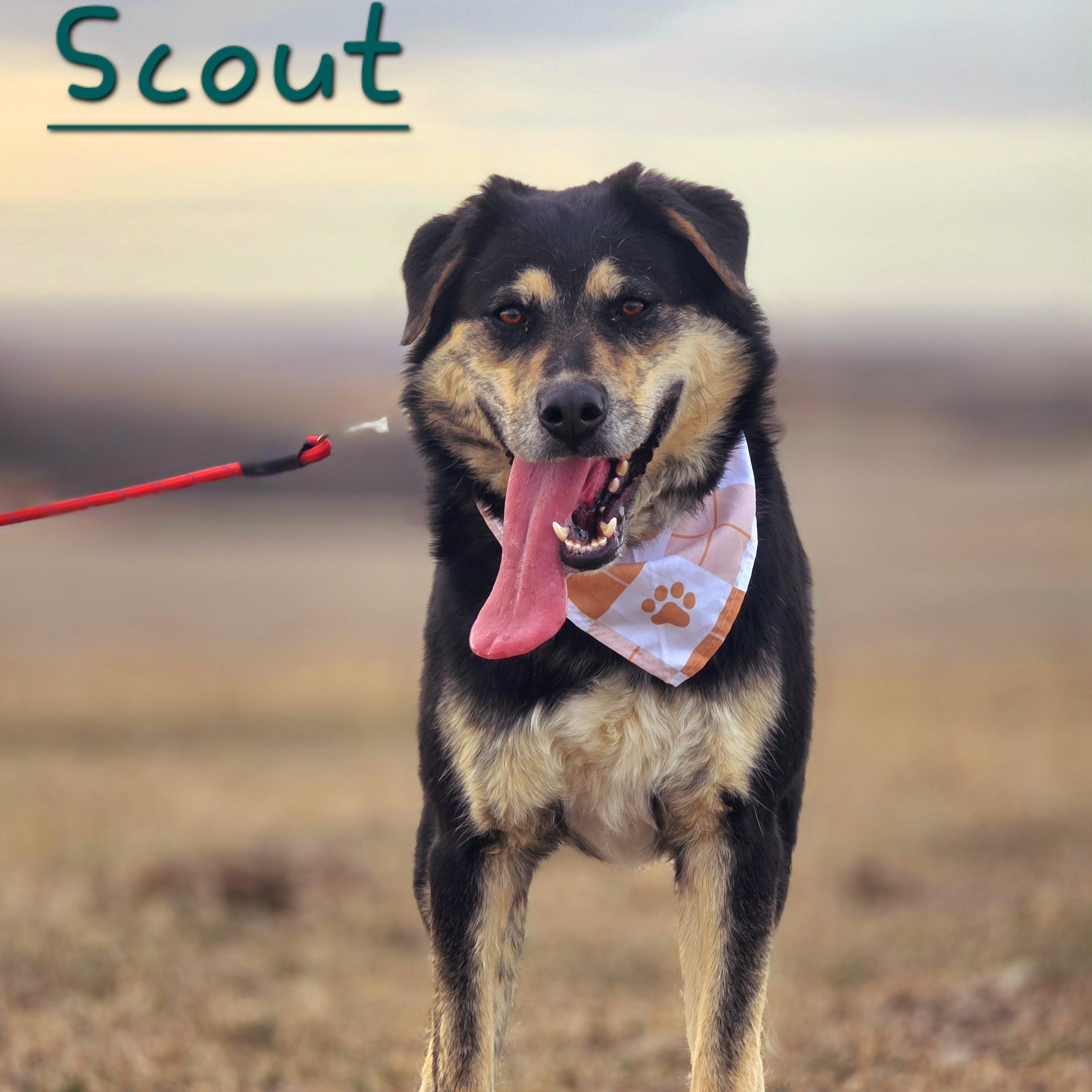 Enlarge Scout, a Adoptable mixed breed in Walthill, NE image 2/6