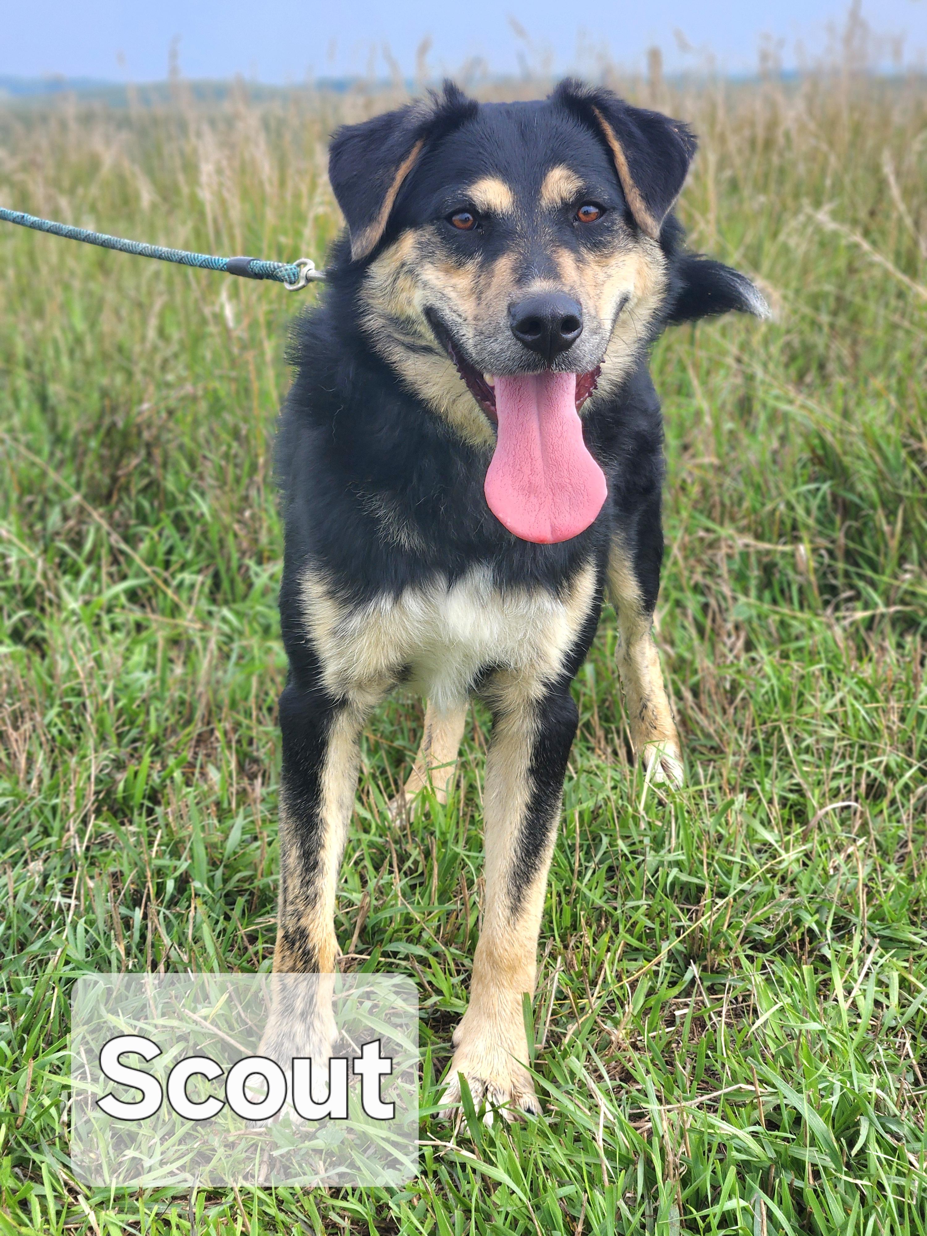 Enlarge Scout, a Adoptable mixed breed in Walthill, NE image 2/5