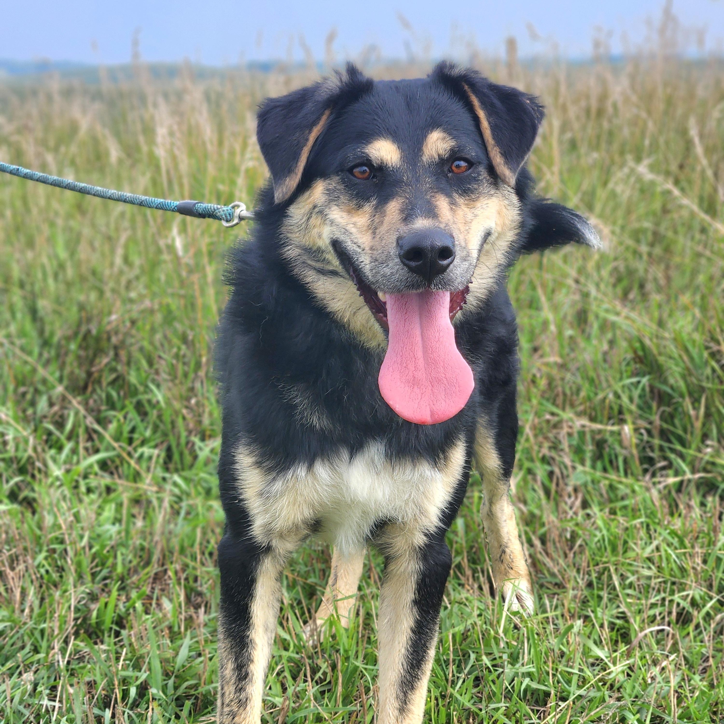 Enlarge Scout, a Adoptable mixed breed in Walthill, NE image 4/6