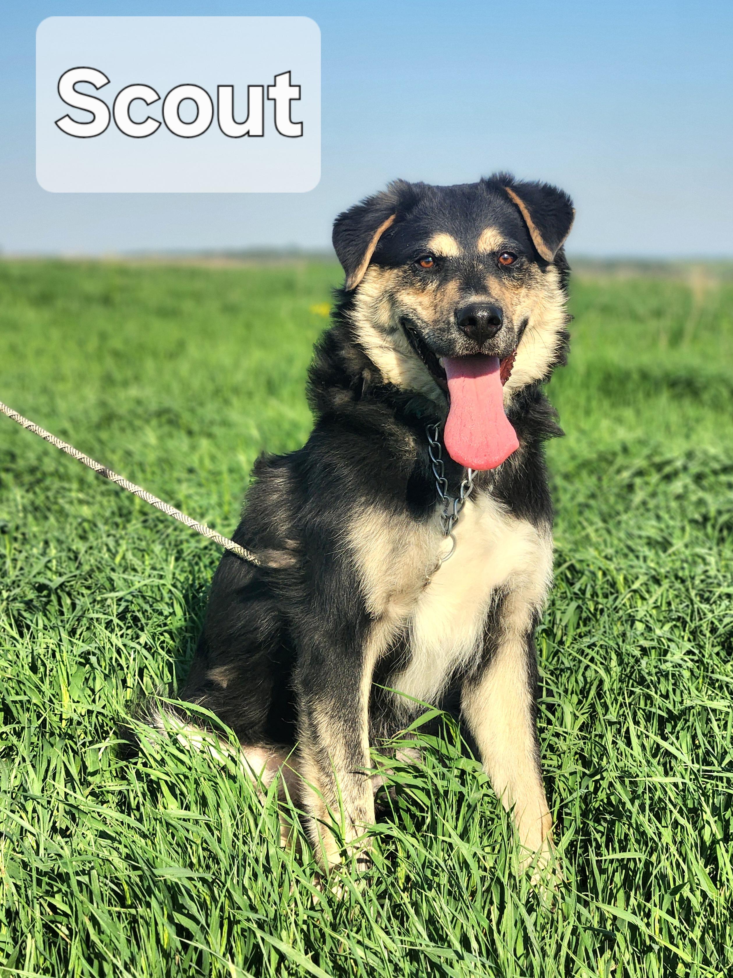 Enlarge Scout, a Adoptable mixed breed in Walthill, NE image 3/5