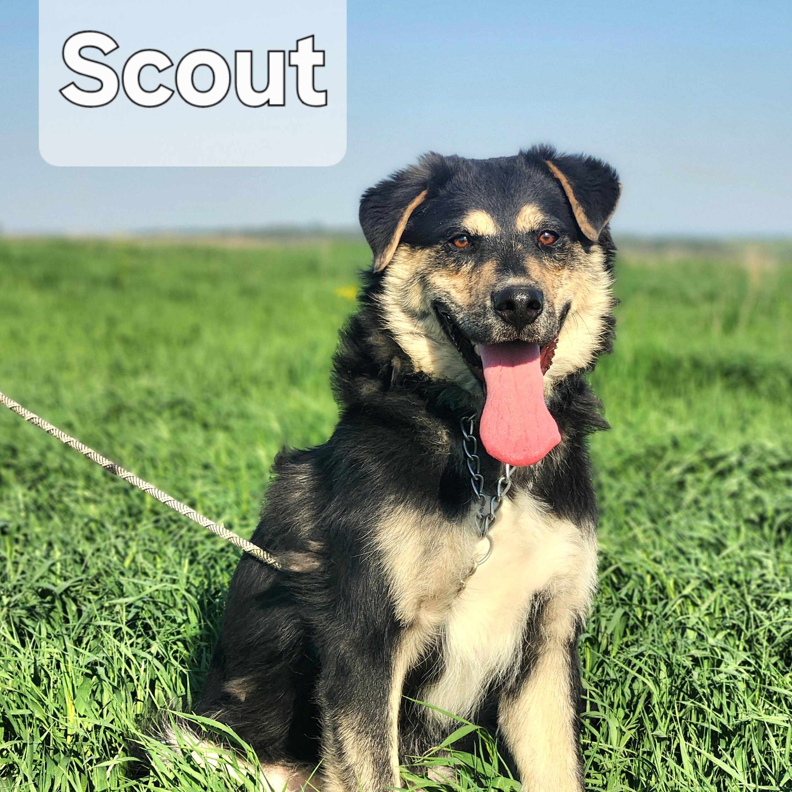 Enlarge Scout, a Adoptable mixed breed in Walthill, NE image 5/6