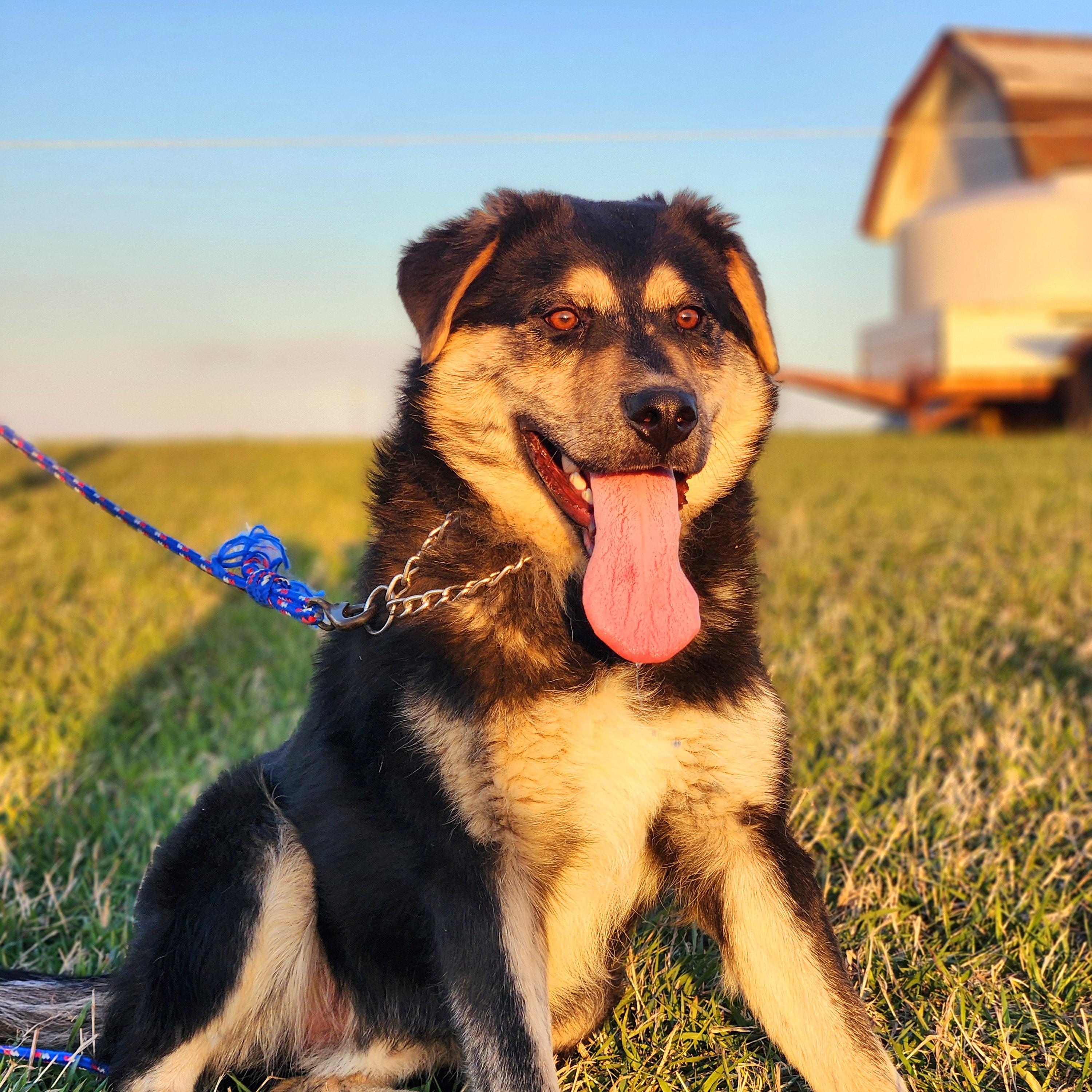 Enlarge Scout, a Adoptable mixed breed in Walthill, NE image 4/5