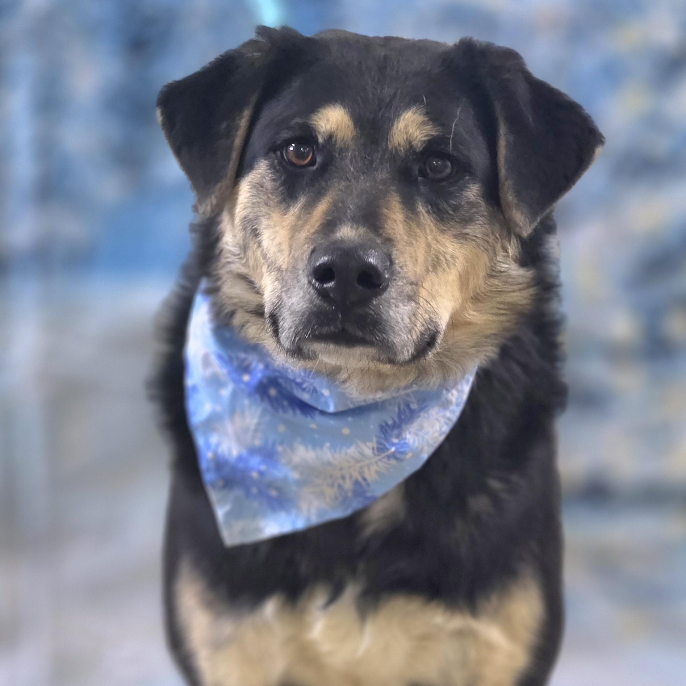 Enlarge Scout, a Adoptable mixed breed in Walthill, NE image 1/6