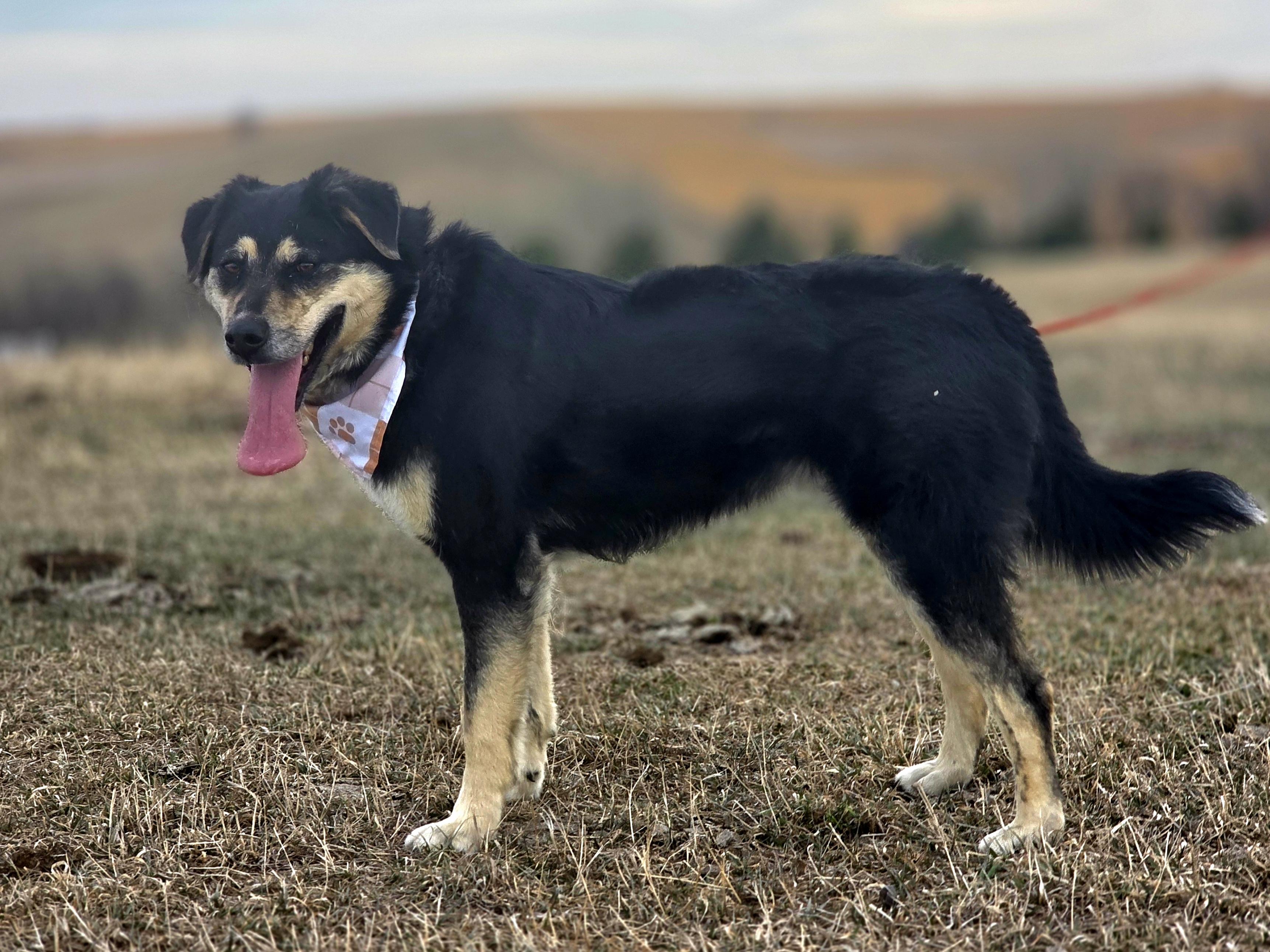 Enlarge Scout, a Adoptable mixed breed in Walthill, NE image 3/6