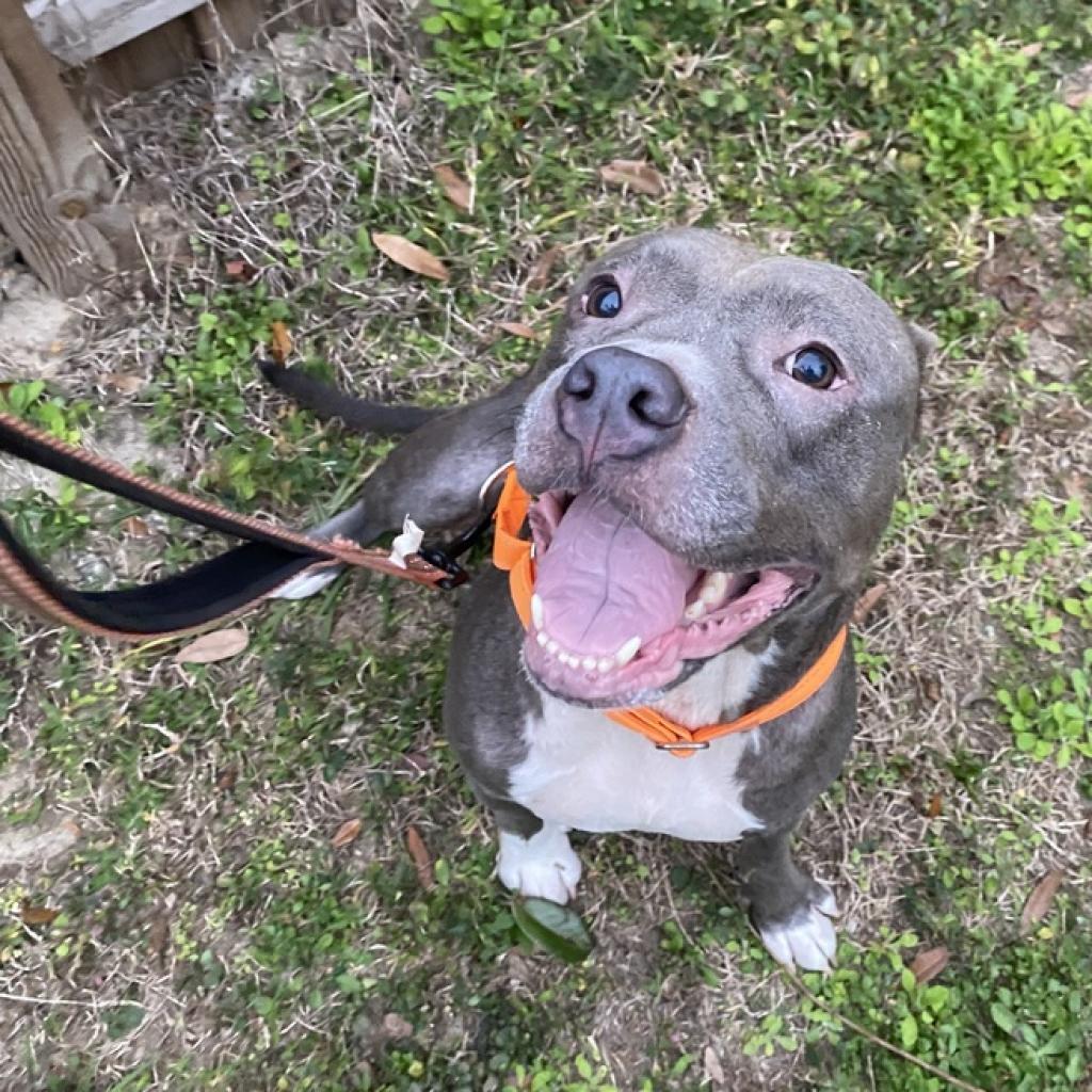 Loretta, Adoptable, Adult Female Pit Bull Terrier.