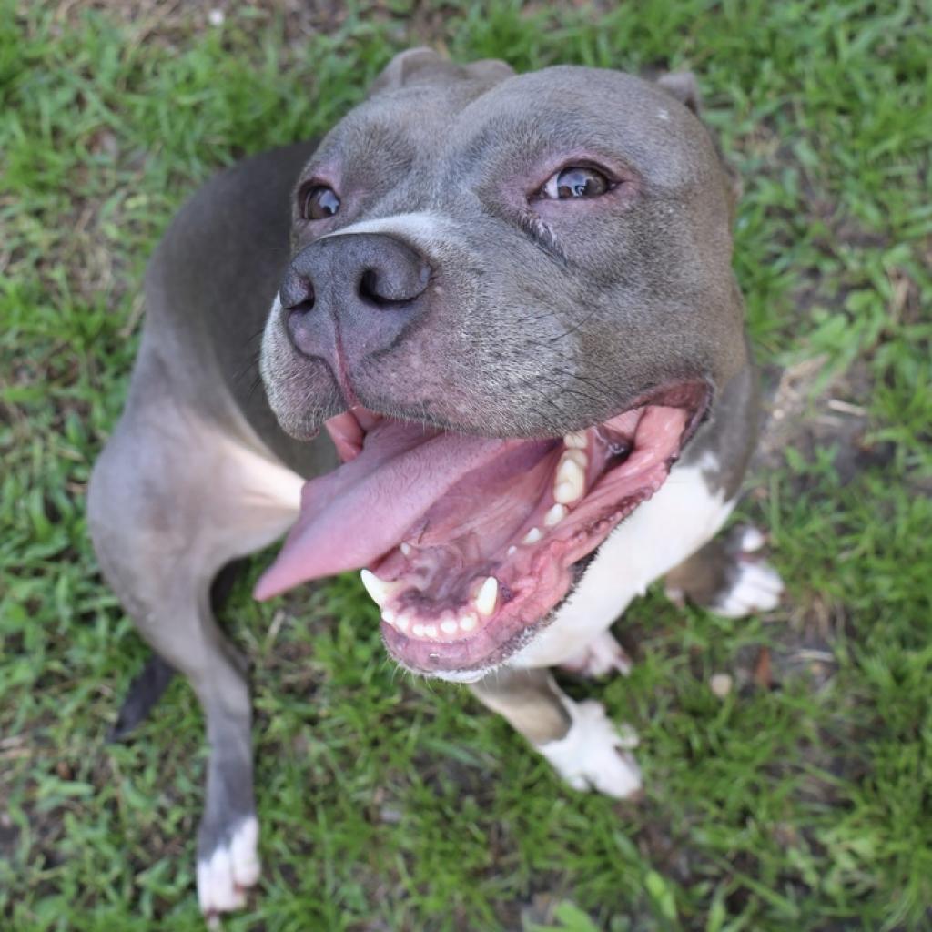 Enlarge Loretta, a Adoptable Pit Bull Terrier in Lutz, FL image 2/6
