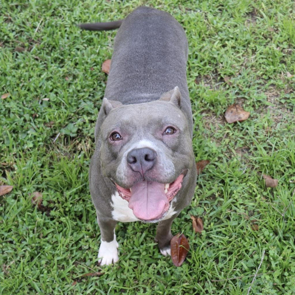 Enlarge Loretta, a Adoptable Pit Bull Terrier in Lutz, FL image 3/6