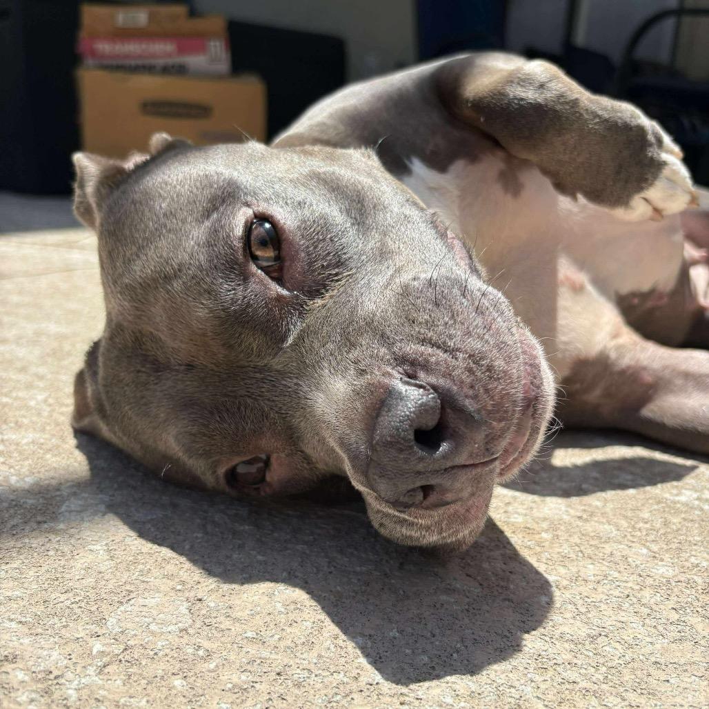 Enlarge Loretta, a Adoptable Pit Bull Terrier in Lutz, FL image 4/6