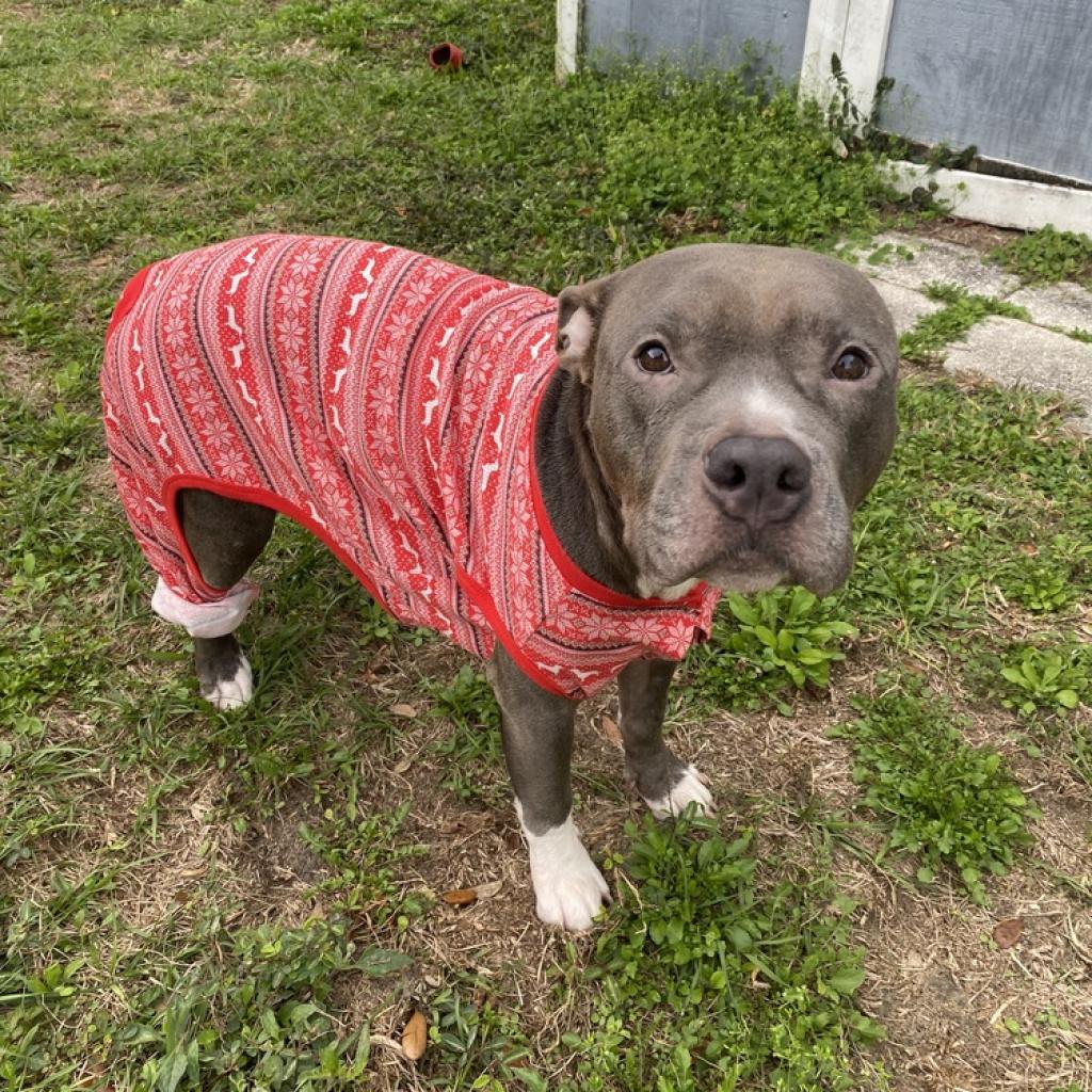 Enlarge Loretta, a Adoptable Pit Bull Terrier in Lutz, FL image 5/6