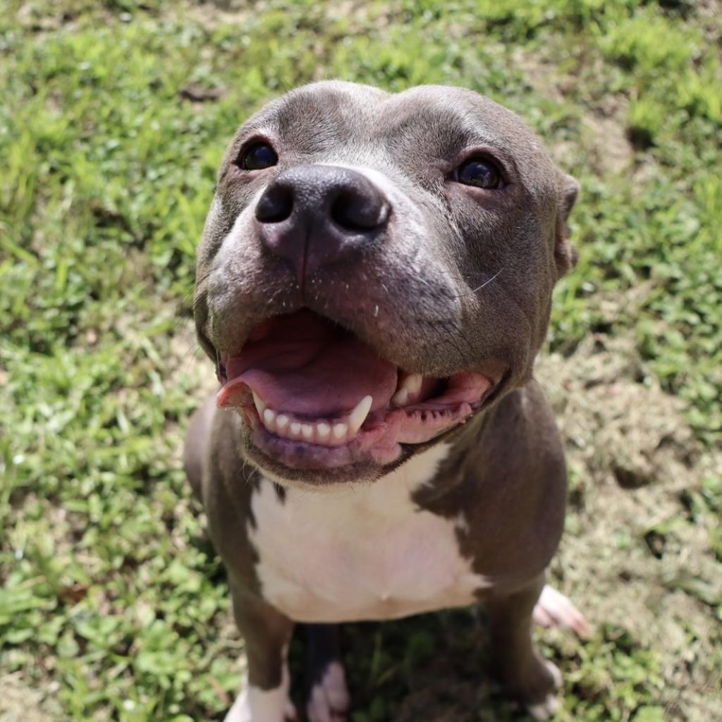 Enlarge Loretta, a Adoptable Pit Bull Terrier in Lutz, FL image 6/6