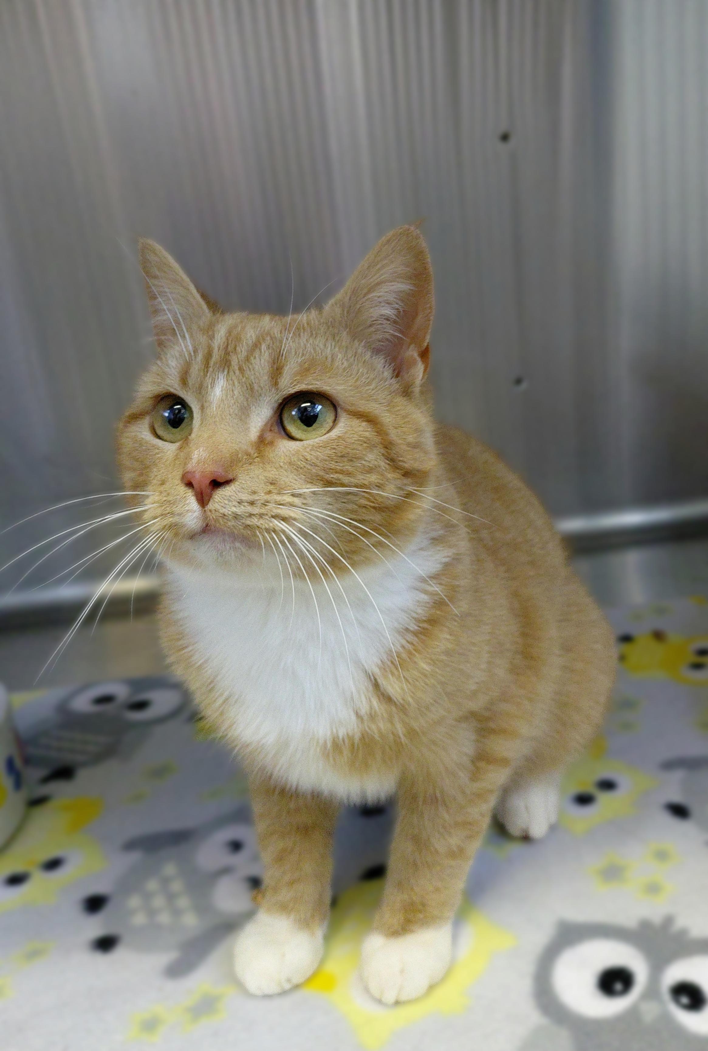 Enlarge Milo, an adopted Domestic Short Hair in Stanley, VA image 4/6