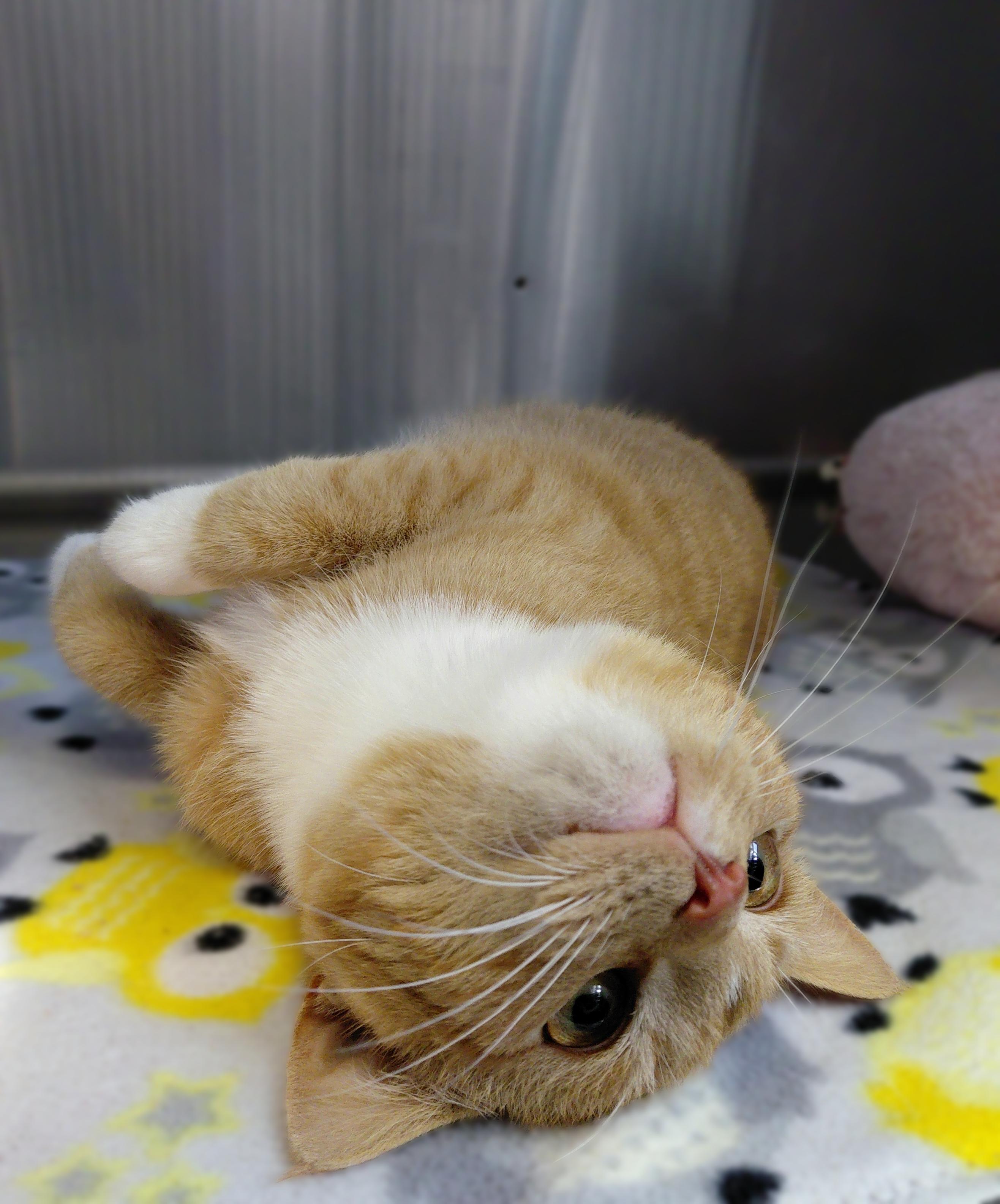 Enlarge Milo, an adopted Domestic Short Hair in Stanley, VA image 2/6