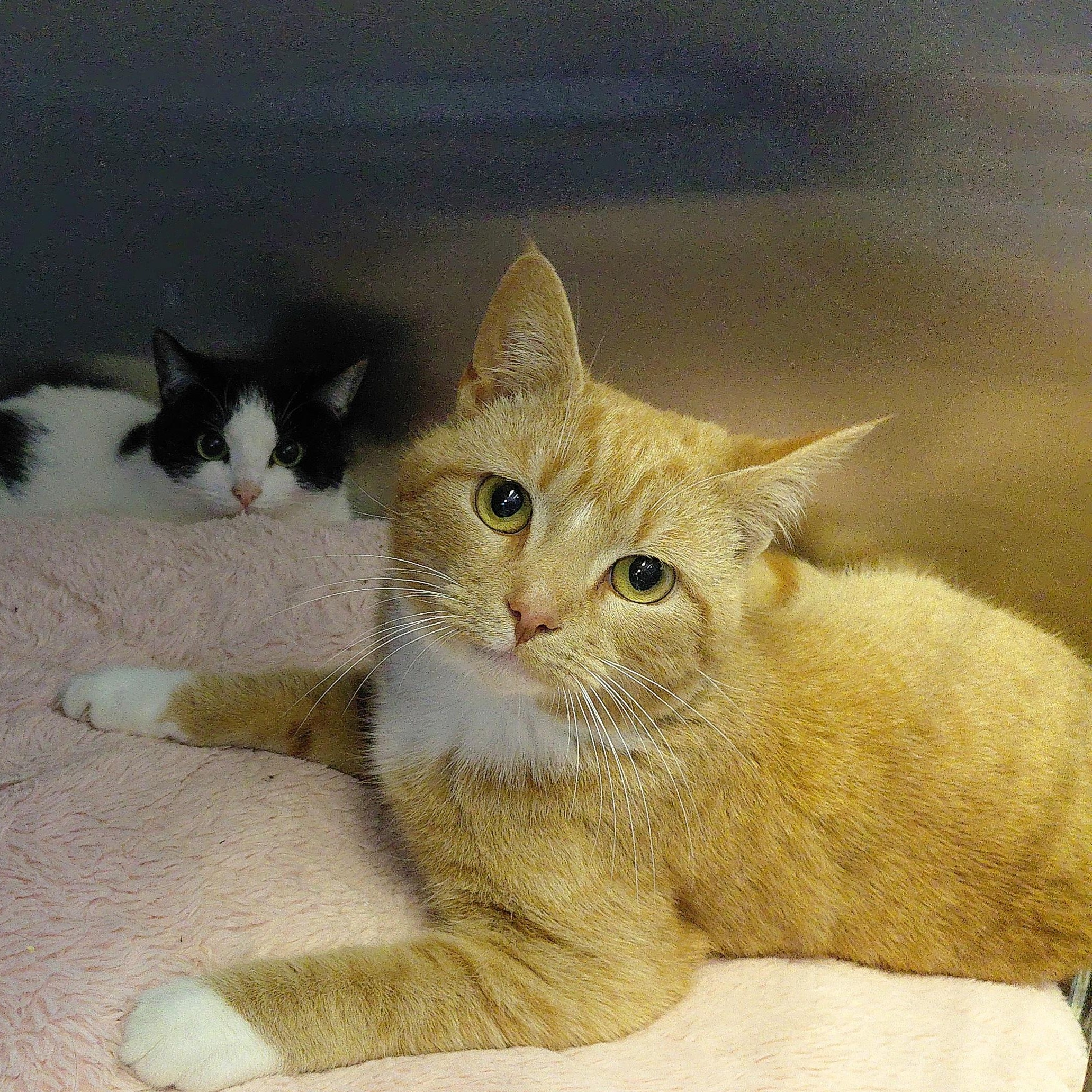 Enlarge Milo, an adopted Domestic Short Hair in Stanley, VA image 3/6