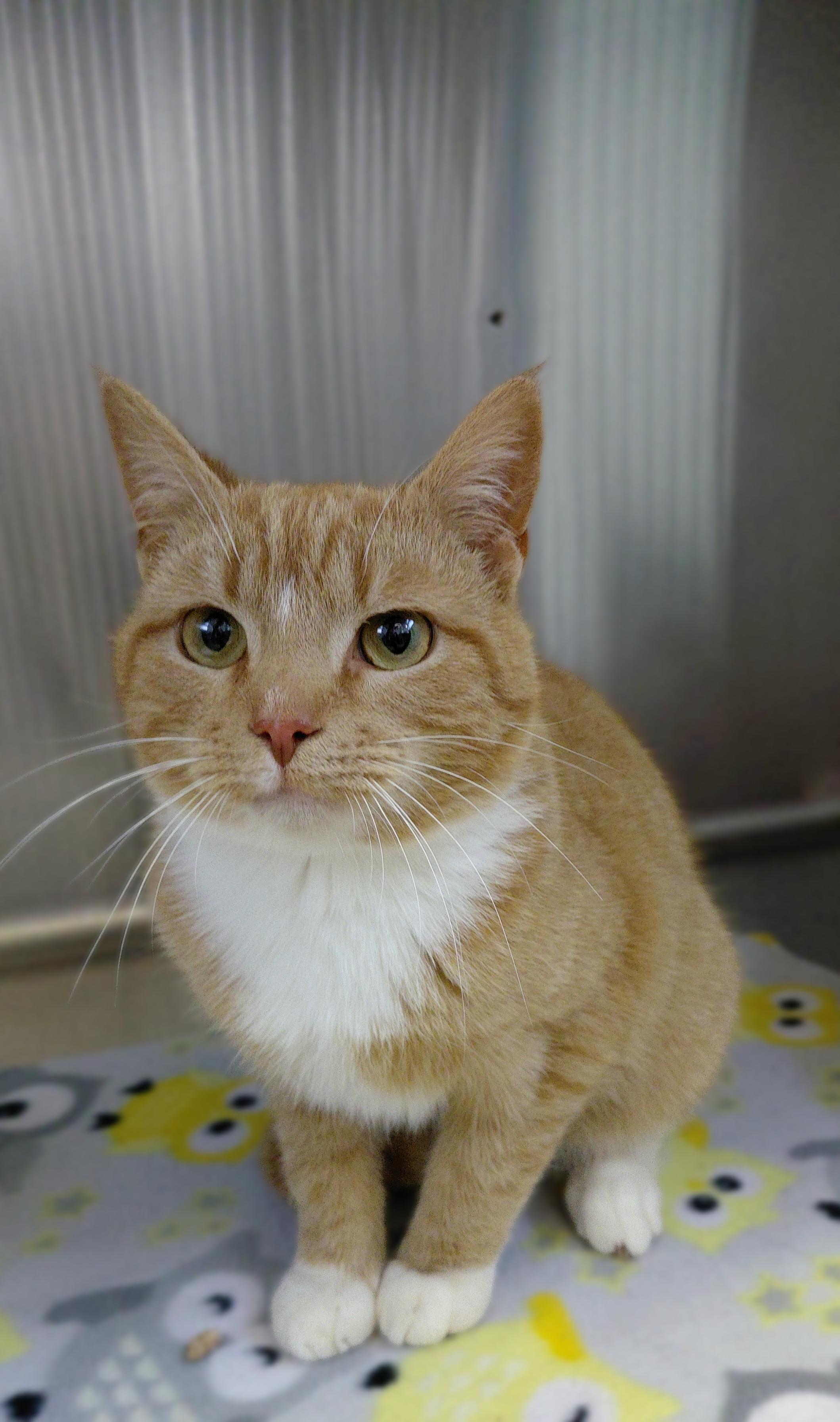 Enlarge Milo, an adopted Domestic Short Hair in Stanley, VA image 5/6