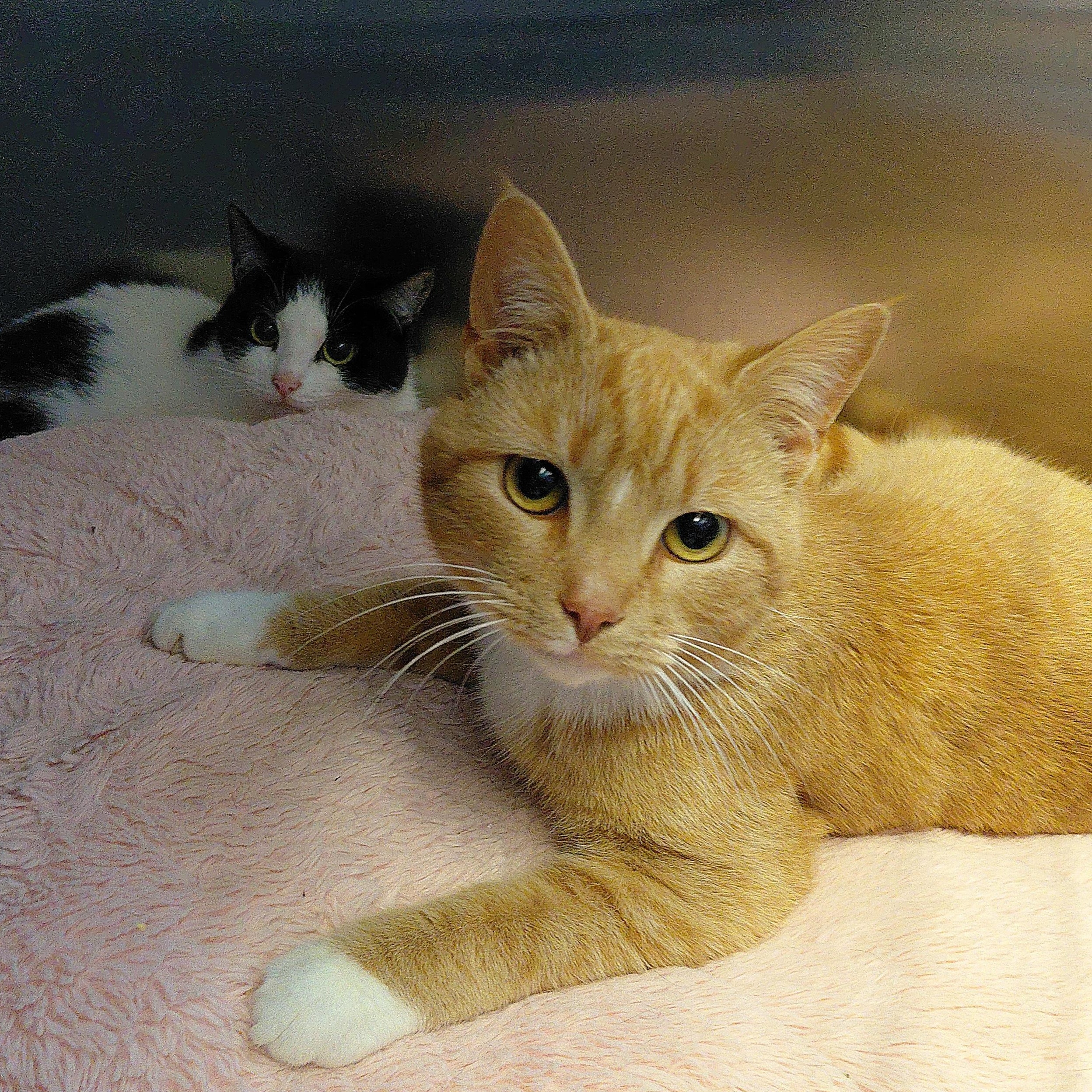 Enlarge Milo, an adopted Domestic Short Hair in Stanley, VA image 6/6