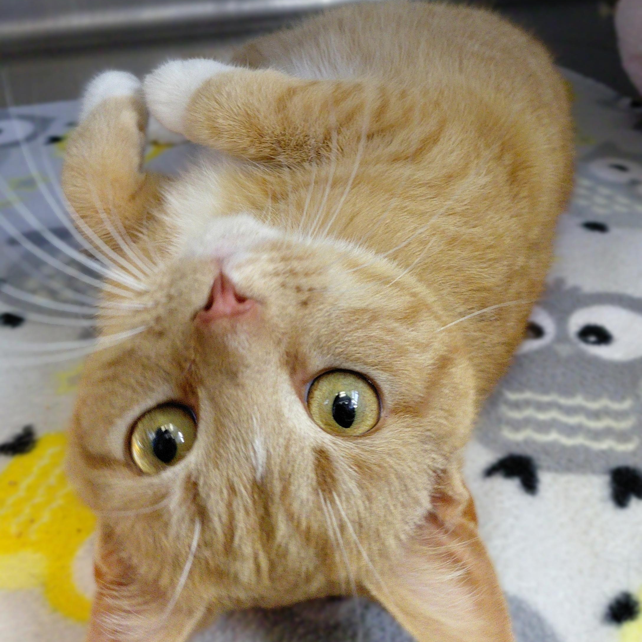 Enlarge Milo, an adopted Domestic Short Hair in Stanley, VA image 1/6