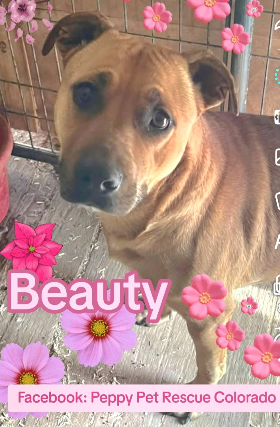 Enlarge Beauty, an adopted mixed breed in Arvada, CO image 1/5