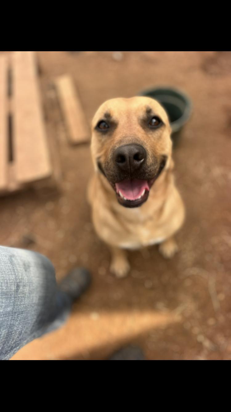 Enlarge Beauty, an adopted mixed breed in Arvada, CO image 5/5