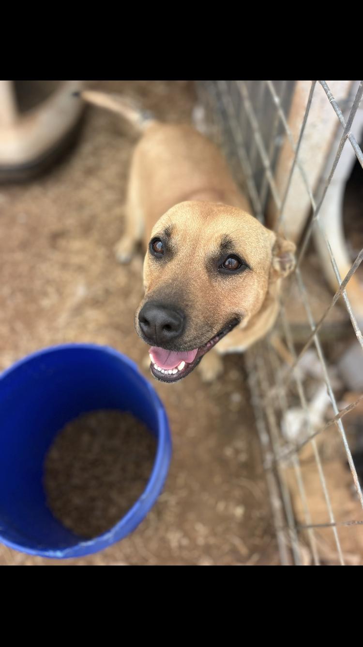 Enlarge Beauty, an adopted mixed breed in Arvada, CO image 2/5