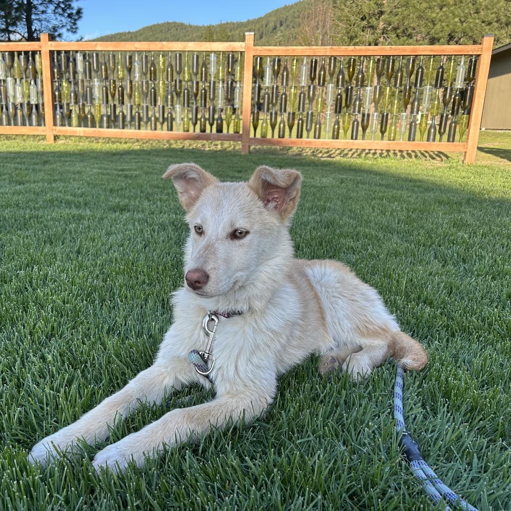Zoe, Adoptable, Puppy Female Australian Shepherd.