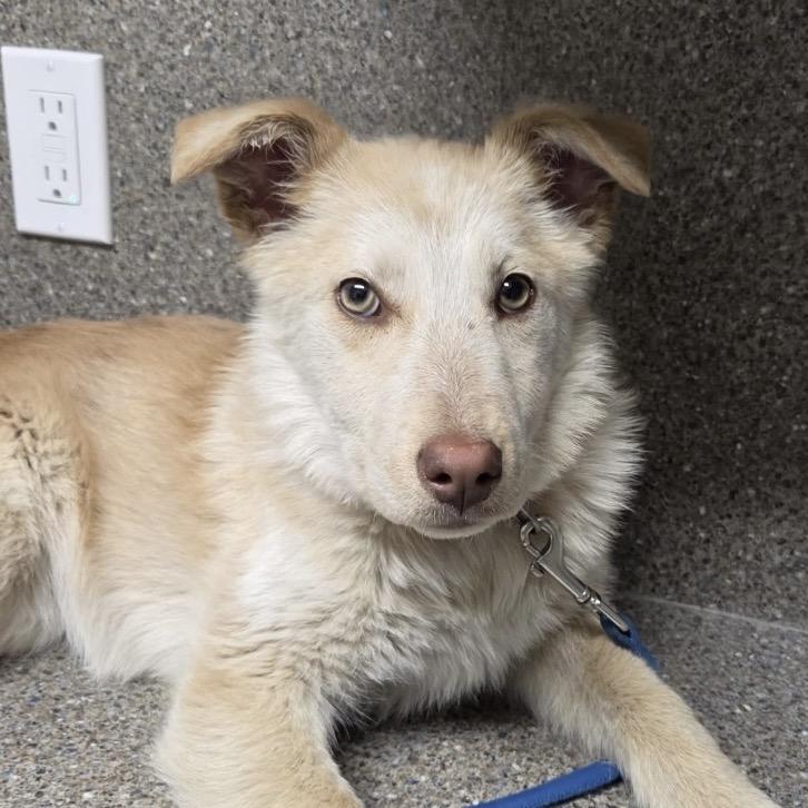 Enlarge Zoe, a Adoptable Australian Shepherd in Cashmere, WA image 3/6