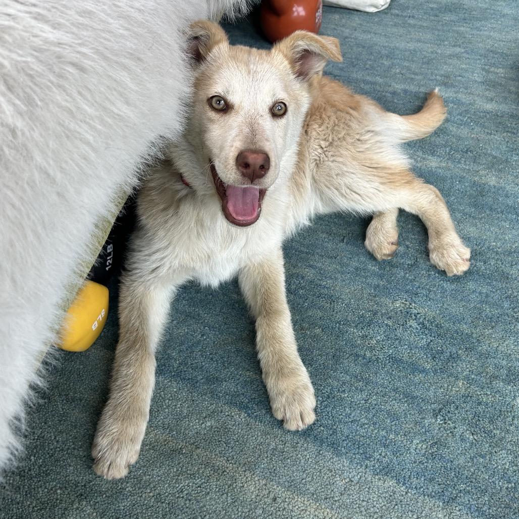 Enlarge Zoe, a Adoptable Australian Shepherd in Cashmere, WA image 4/6