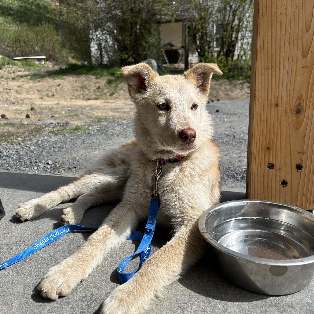 Enlarge Zoe, a Adoptable Australian Shepherd in Cashmere, WA image 5/6