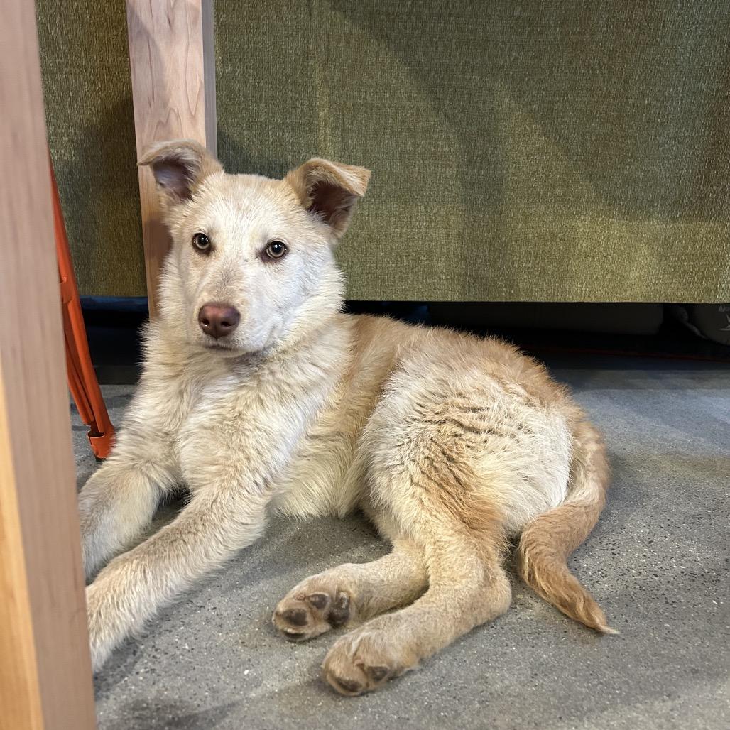 Enlarge Zoe, a Adoptable Australian Shepherd in Cashmere, WA image 6/6