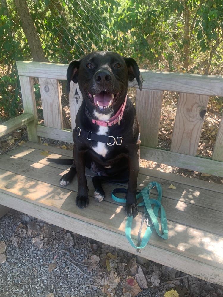 Enlarge Bagheera, a Adoptable mixed breed in Elmsford, NY image 1/5