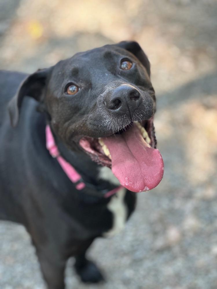 Enlarge Bagheera, a Adoptable mixed breed in Elmsford, NY image 3/5